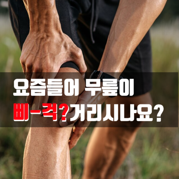 무릎 관절 이미지 입니다. 콘드로이친이 관절건강에 좋다고 하여 관련된 무릎 관련 이미지를 추가하였습니다.