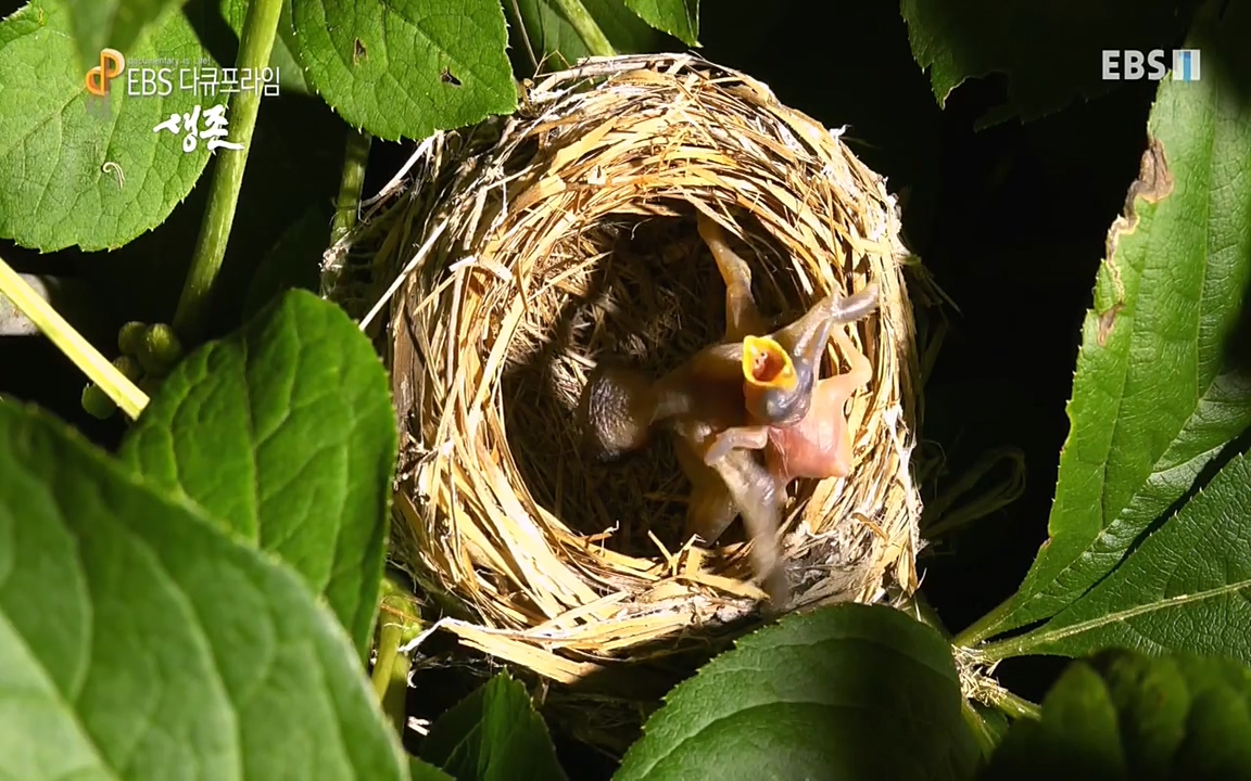 생존 3부_ EBS 다큐프라임_ 220629.avi_20220701_204703.460.jpg