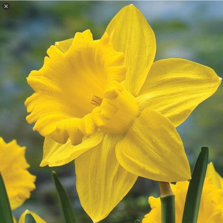  수선화 (DAFFODIL) 효능 및 부작용, 섭취법은?