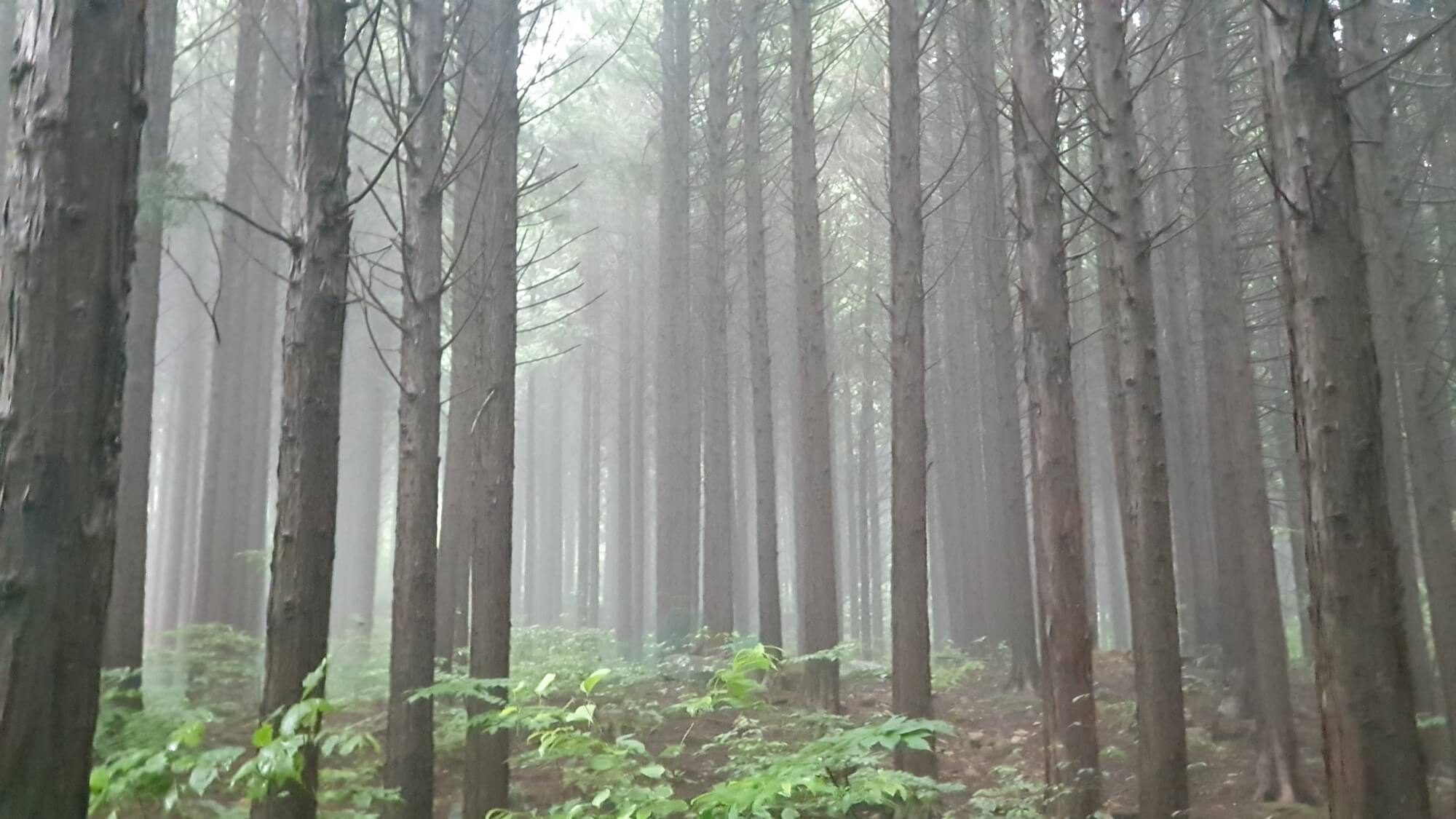 안개 자욱한 편백숲