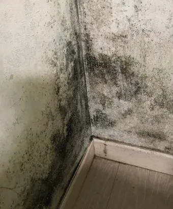 벽지 곰팡이 제거법 원인 파악과 셀프 클리닝 요령 정리_23
