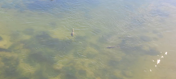 살곶이다리에서 내려다 본 중랑천의 물고기 두 마리