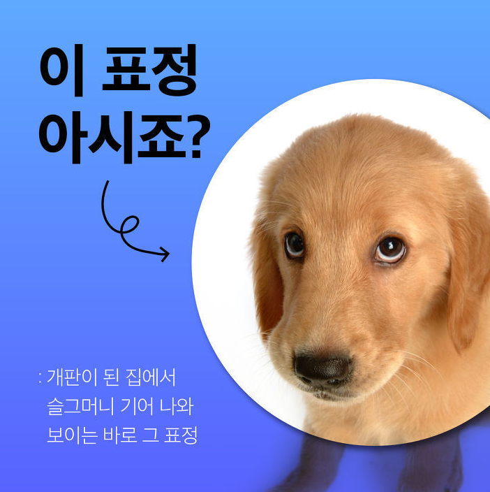  댕댕이 주인들 이 표정 알지?ㅋㅋㅋㅋ