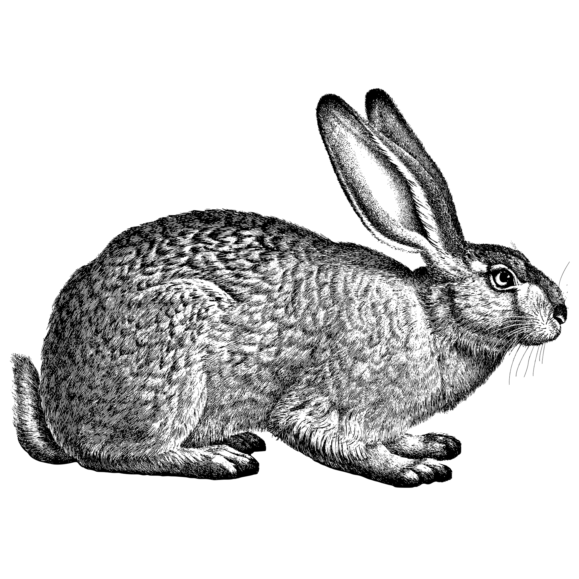 картинки зайцев для детей нарисованные