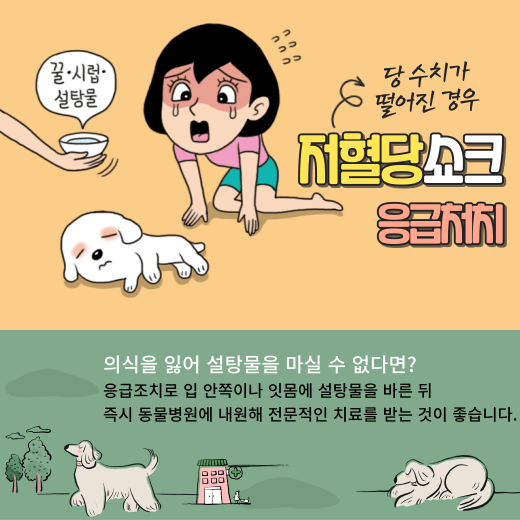 강아지-저혈당-발작-응급처치-방법