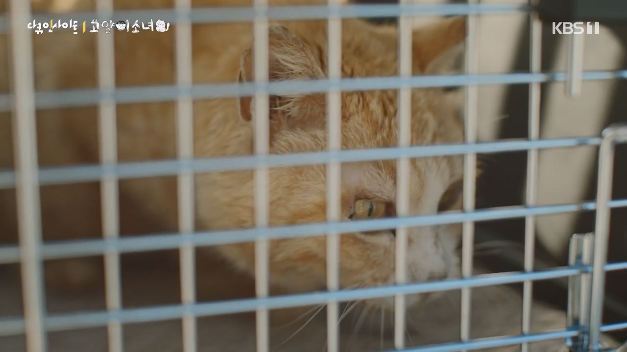 다큐 인사이트.E189.240524p-NEXT.mp4_20240524_205110.487.jpg