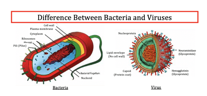 박테리아와 바이러스의 차이점