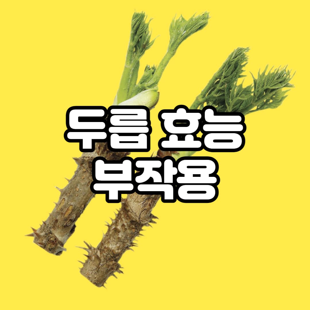  두릅 효능, 자연산 땅두릅 두릅나무