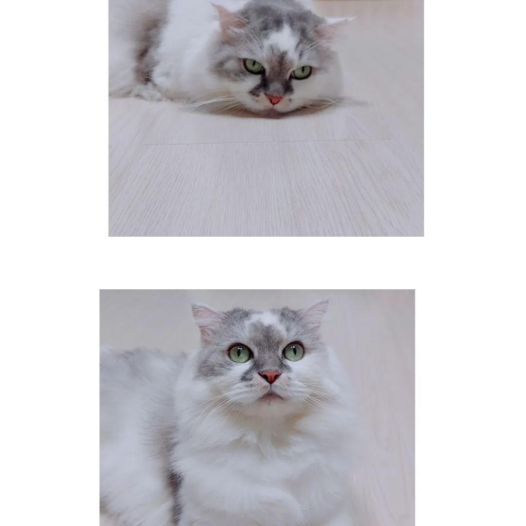 고양이