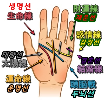  손금 「운명선」 「생명선」 「두뇌선」 「감정선」 「태양선」 「재운선」 「결혼선」
