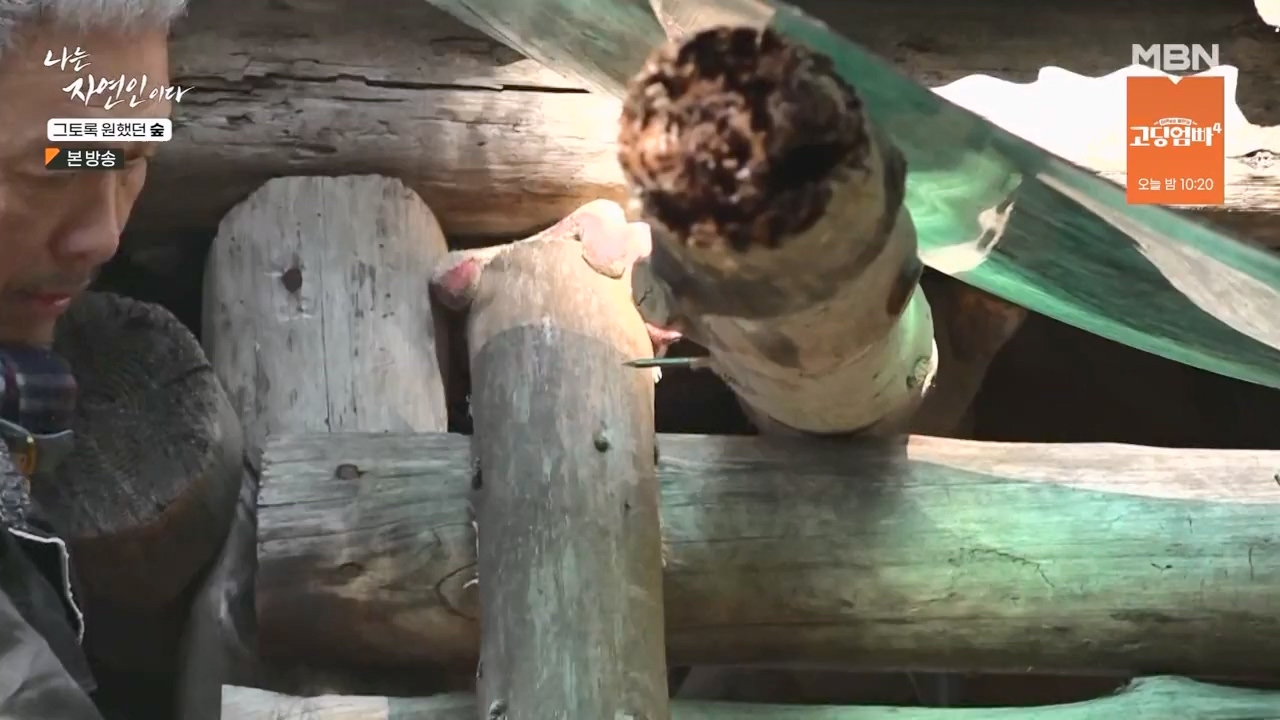나는 자연인이다.E591.240132p-NEXT.mp4_20240201_195752.545.jpg