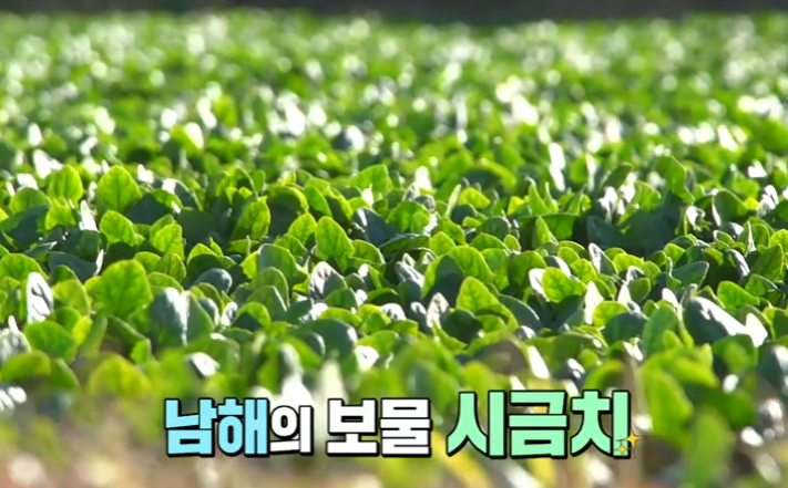  6시 내고향 남해 시금치 택배 주문하는곳