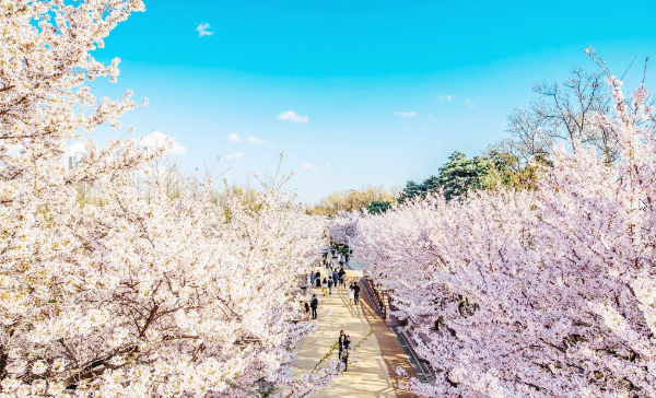 인천 벚꽃 명소