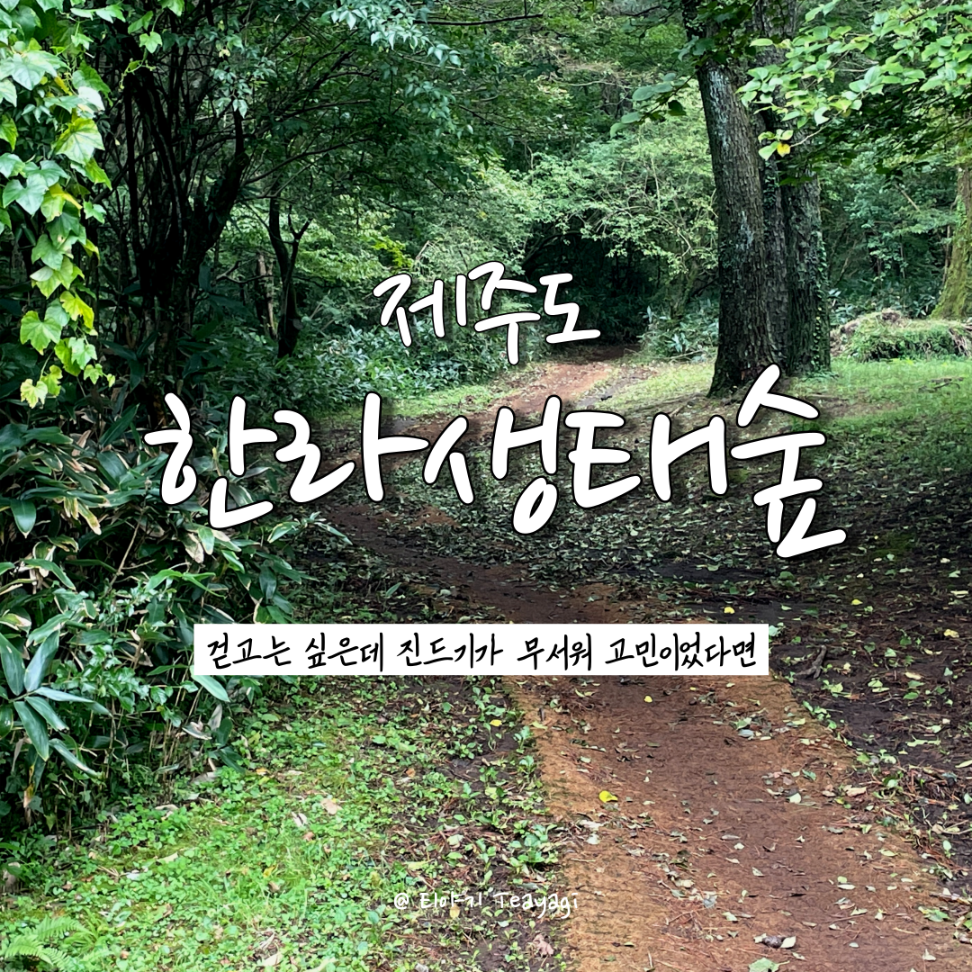 제주 Jeju | 제주도민이 추천하는 아이와 함께 걷기 좋은 숲길, 한라생태숲 (feat. 제주 날씨가 좋지 않아도 가볼만한곳)
