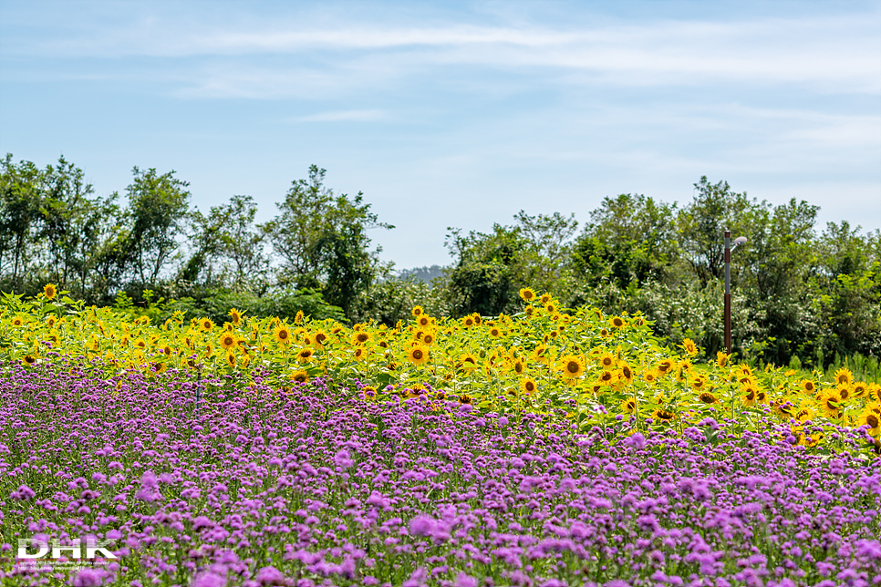 국내 1박2일 여름 여행 추천1박2일 서해 섬여행 신안 가볼만한곳 자은도 1004뮤지엄파크 세계조개박물관, 해바라기 17