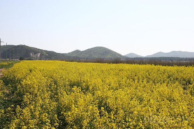 인천의 봄꽃 명소 추천