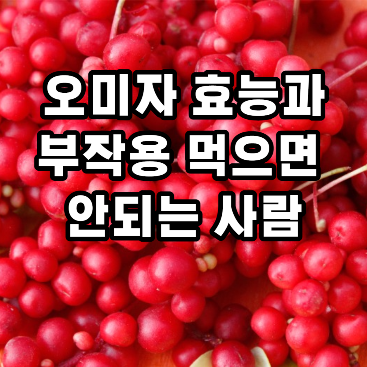  오미자효능6가지와 먹으면 안되는 사람 7유형