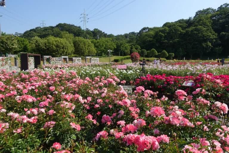 울산 대공원 장미 개화