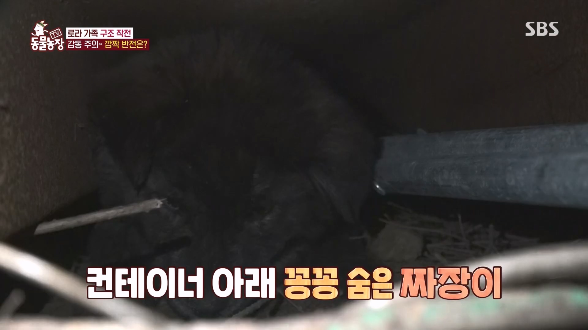 TV 동물농장.E1160.240225p.H264-F1RST.mp4_20240225_165123.319.jpg