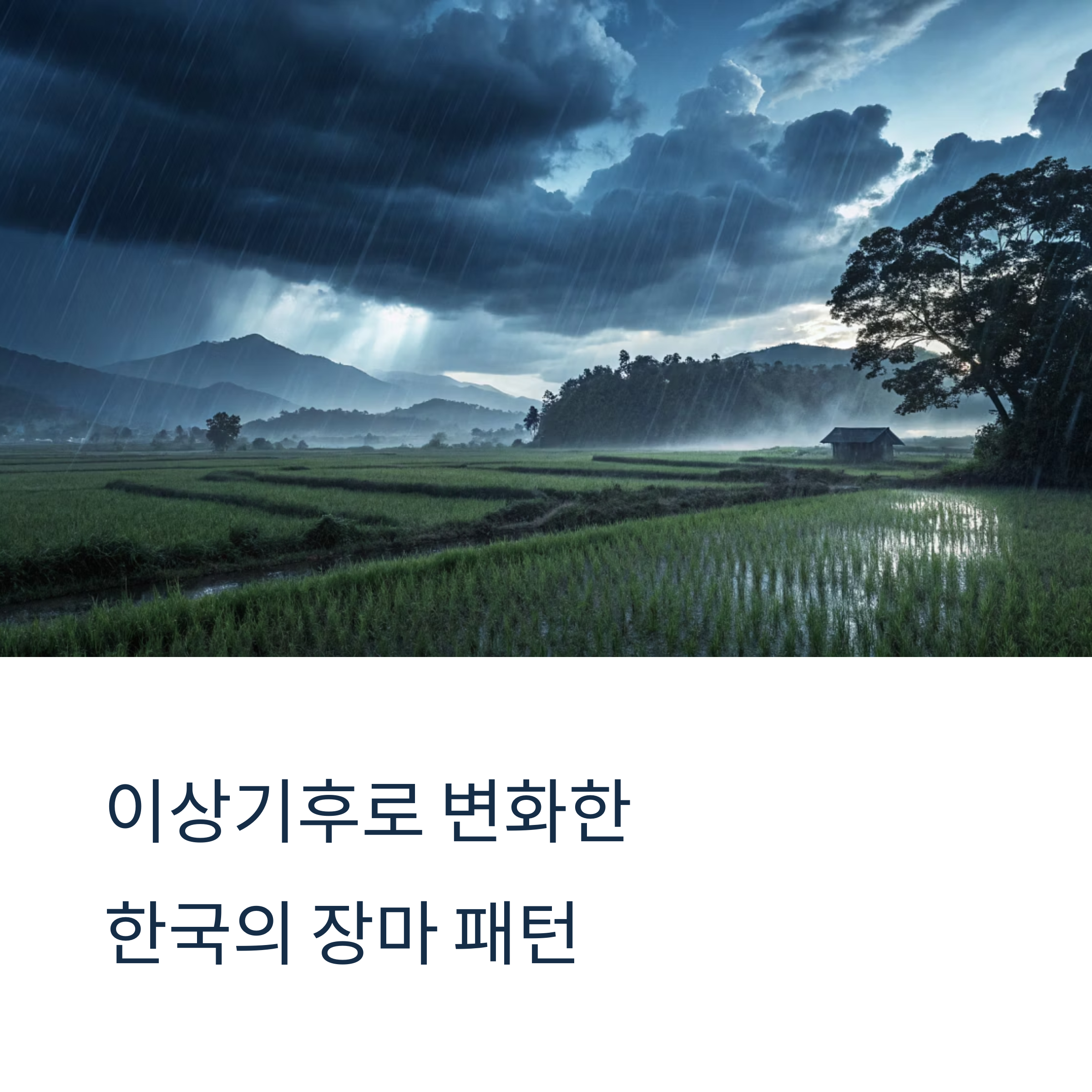 이상기후로 인한 우리나라 장마주기 변화