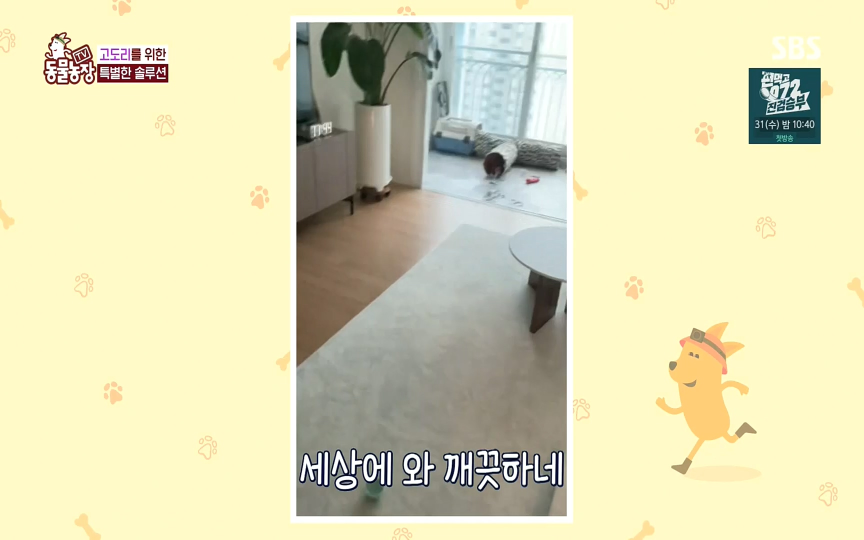 TV 동물농장.E1083.220821p.H264-F1RST.mp4_20220821_183655.858.jpg