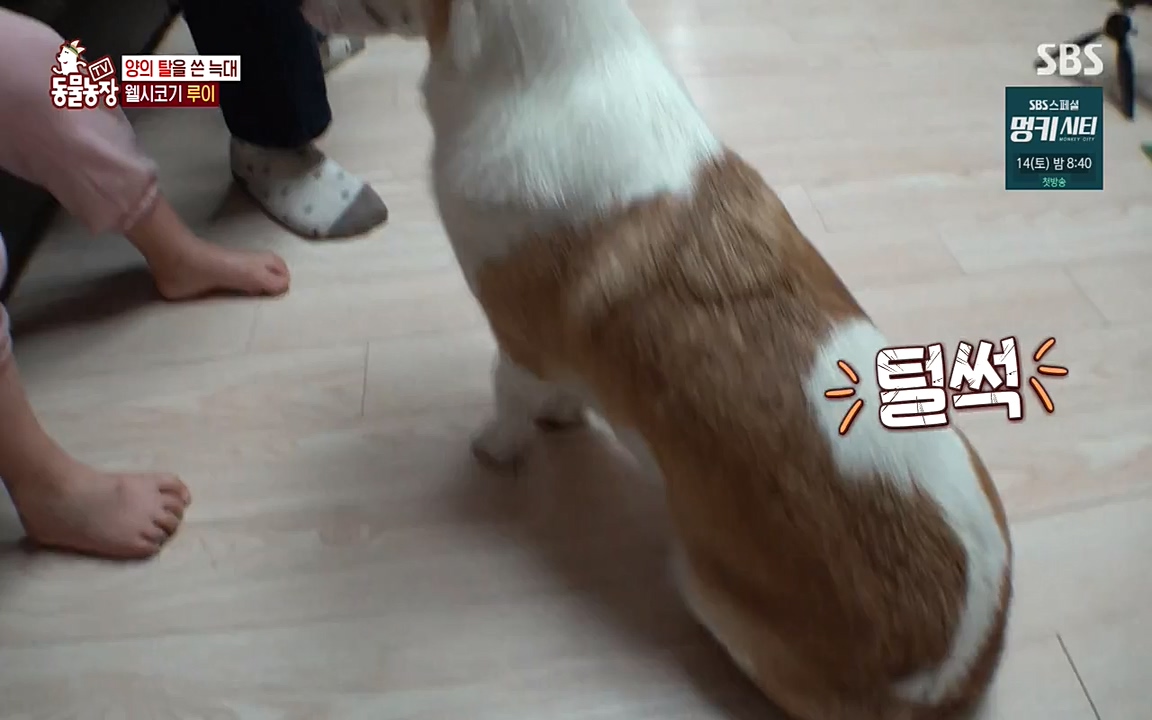 TV 동물농장.E1068.220509p-NEXT.mp4_20220508_173809.618.jpg