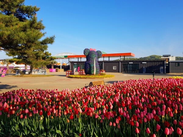 2025 태안 세계튤립꽃박람회 축제 일정, 입장료, 할인, 주차장, 근처 가볼만한 곳
