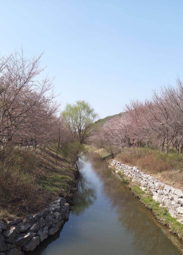 장수천의 벚꽃풍경