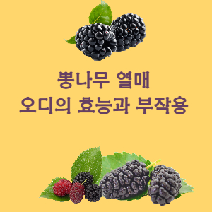  뽕나무 오디를 드시면 얻을 수 있는 효능과 부작용 정보