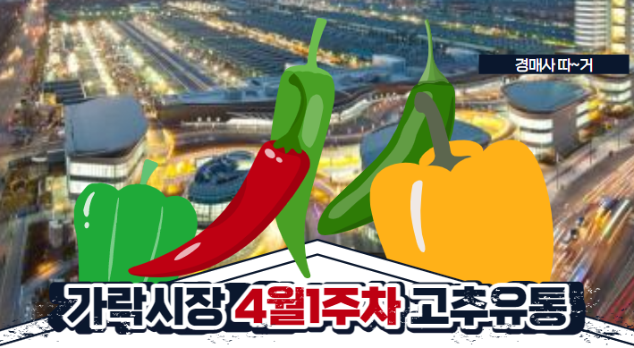  경매사 따거가 알려드리는 가락시장 고추 경매이야기(4월1주차)