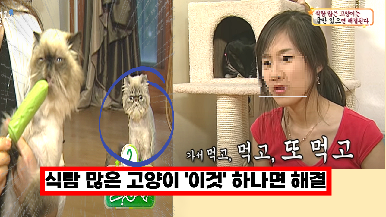  '전국민 99% 모르는' 먹는걸 좋아하는 식탐 많은 고양이 '이것' 하나면 해결