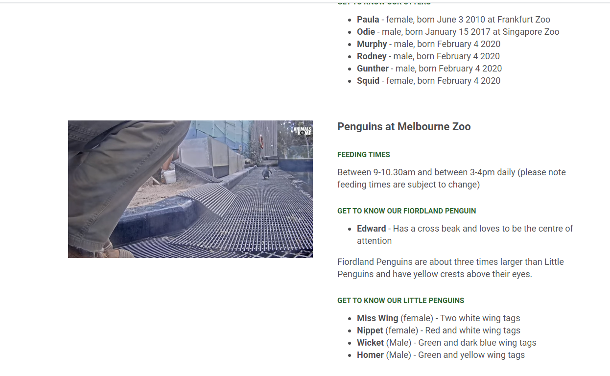 호주-멜버른-동물원-실시간영상-펭귄-사육장