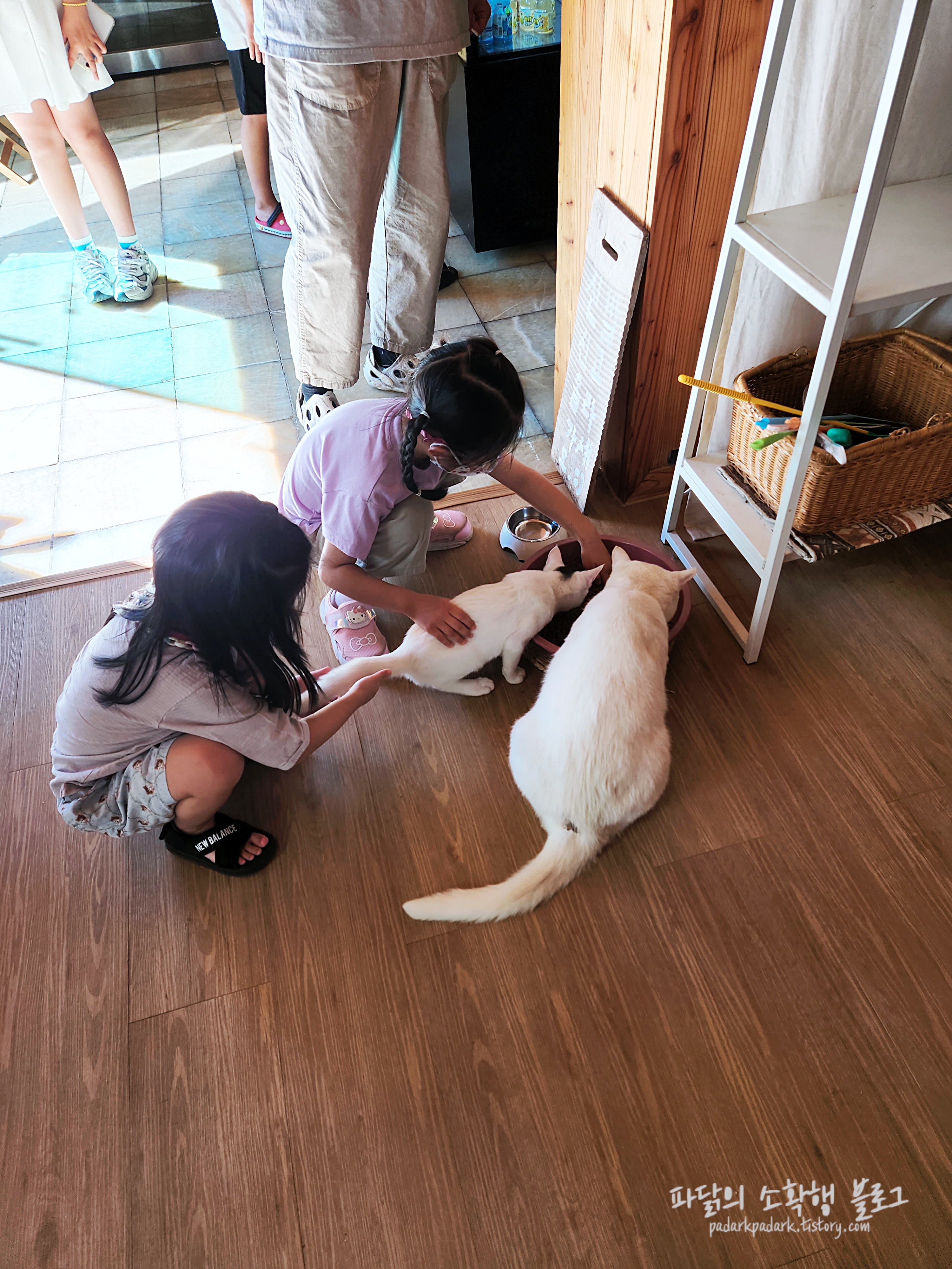 풍사니랑 카페_고양이