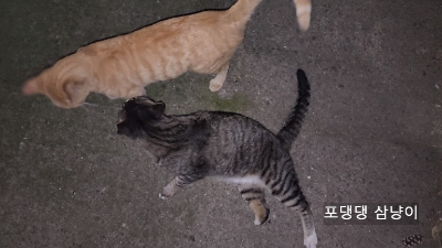 같이-가다가-드러-눕는-고양이.