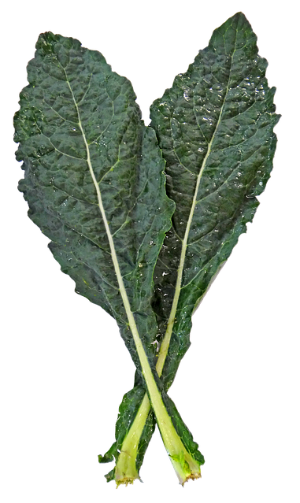  케일의 특징 및 효능, 보관법 및 먹는법 알아보기