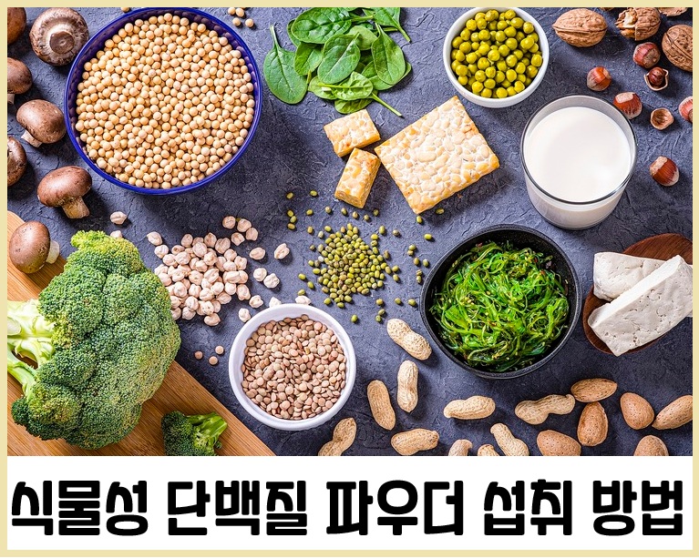 식물성 단백질 파우더 섭취 방법