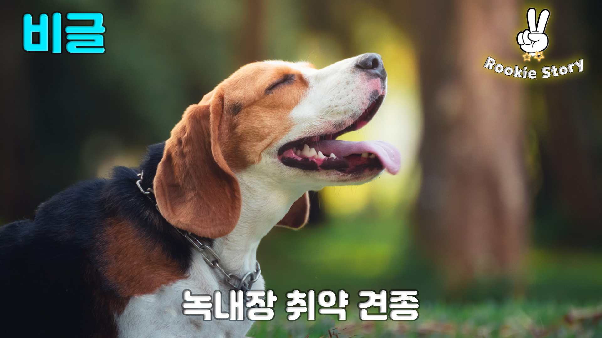  강아지 견종별 특이 질환 질병
