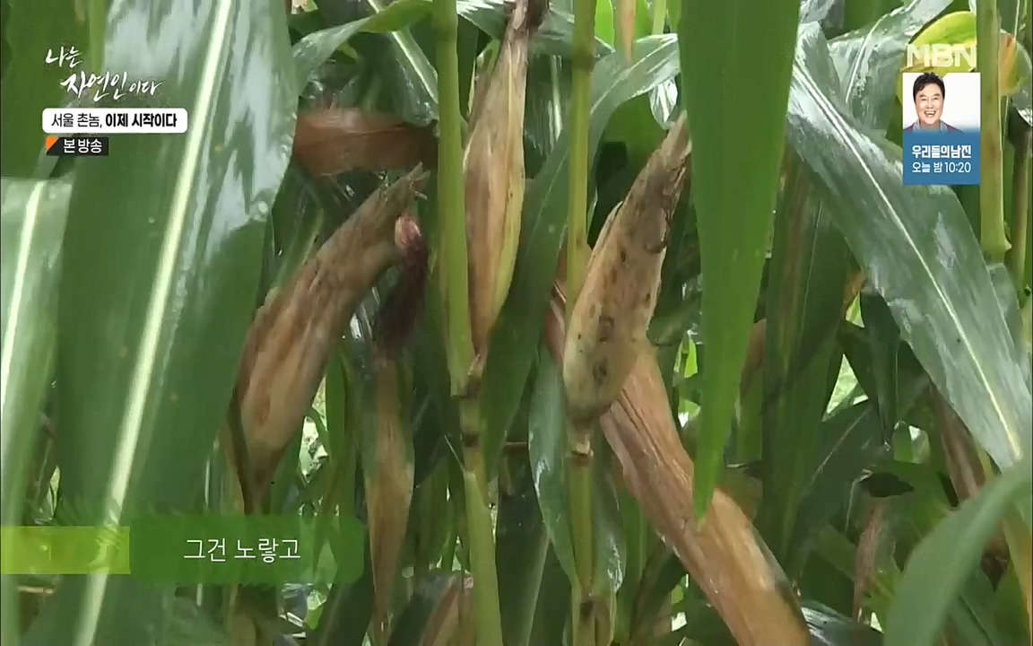 나는 자연인이다.E521.220928.H265p-BULDU.mp4_20220930_210336.872.jpg