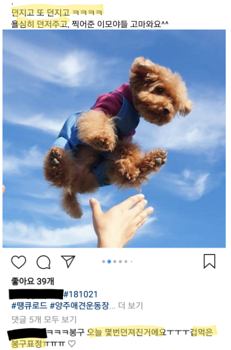  반려견 강아지 하늘샷 하지마세요. 잘못해서 떨어져서 다리 다치면 수술비 알고 있으세요?