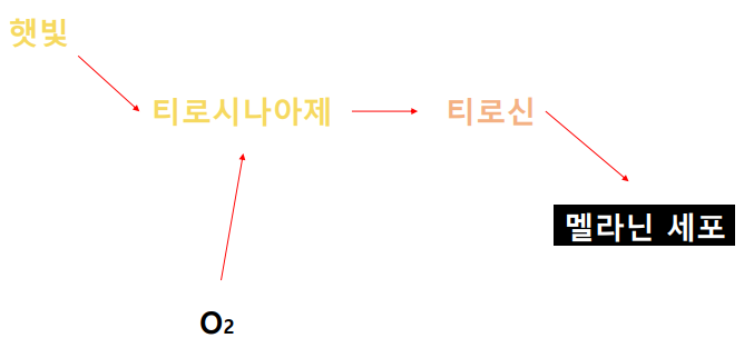 미백의 기작