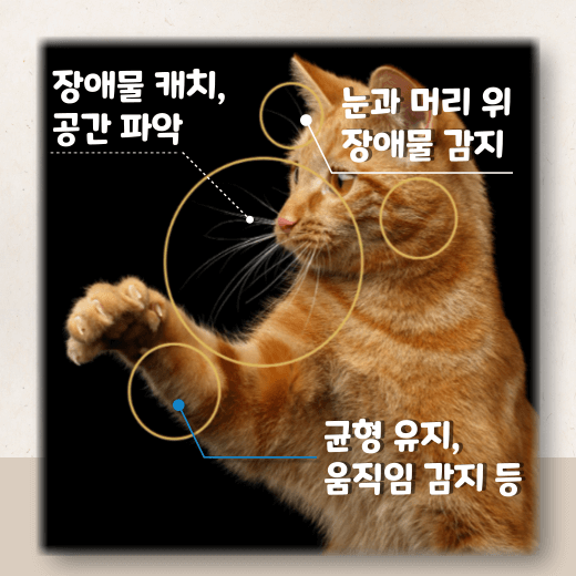 고양이-수염-위치별-기능-역할-차이-비교