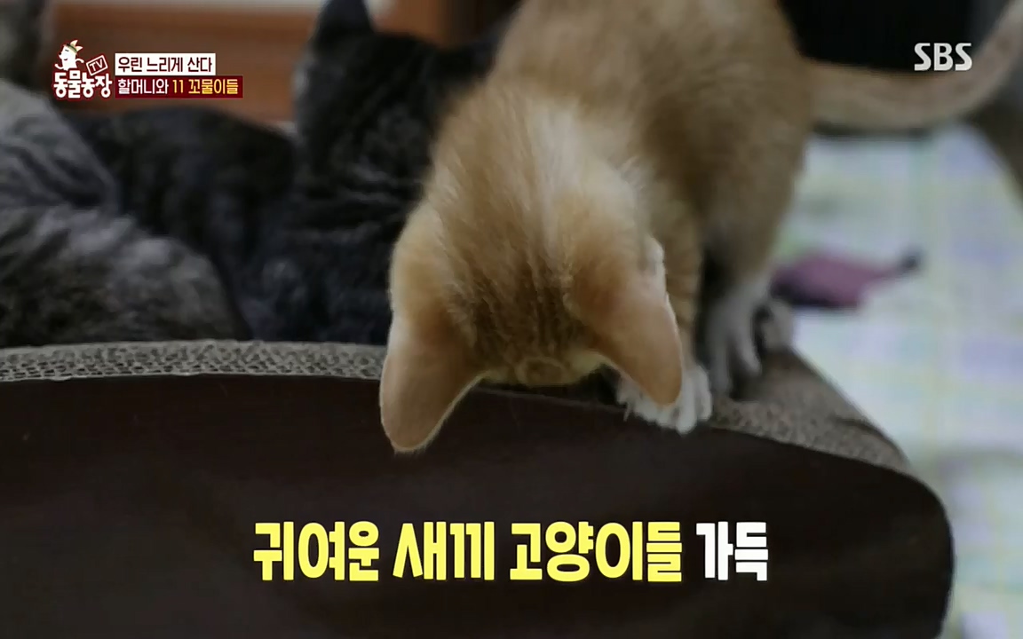 TV 동물농장.E1076.220704p.H264-F1RST.mp4_20220703_175605.574.jpg