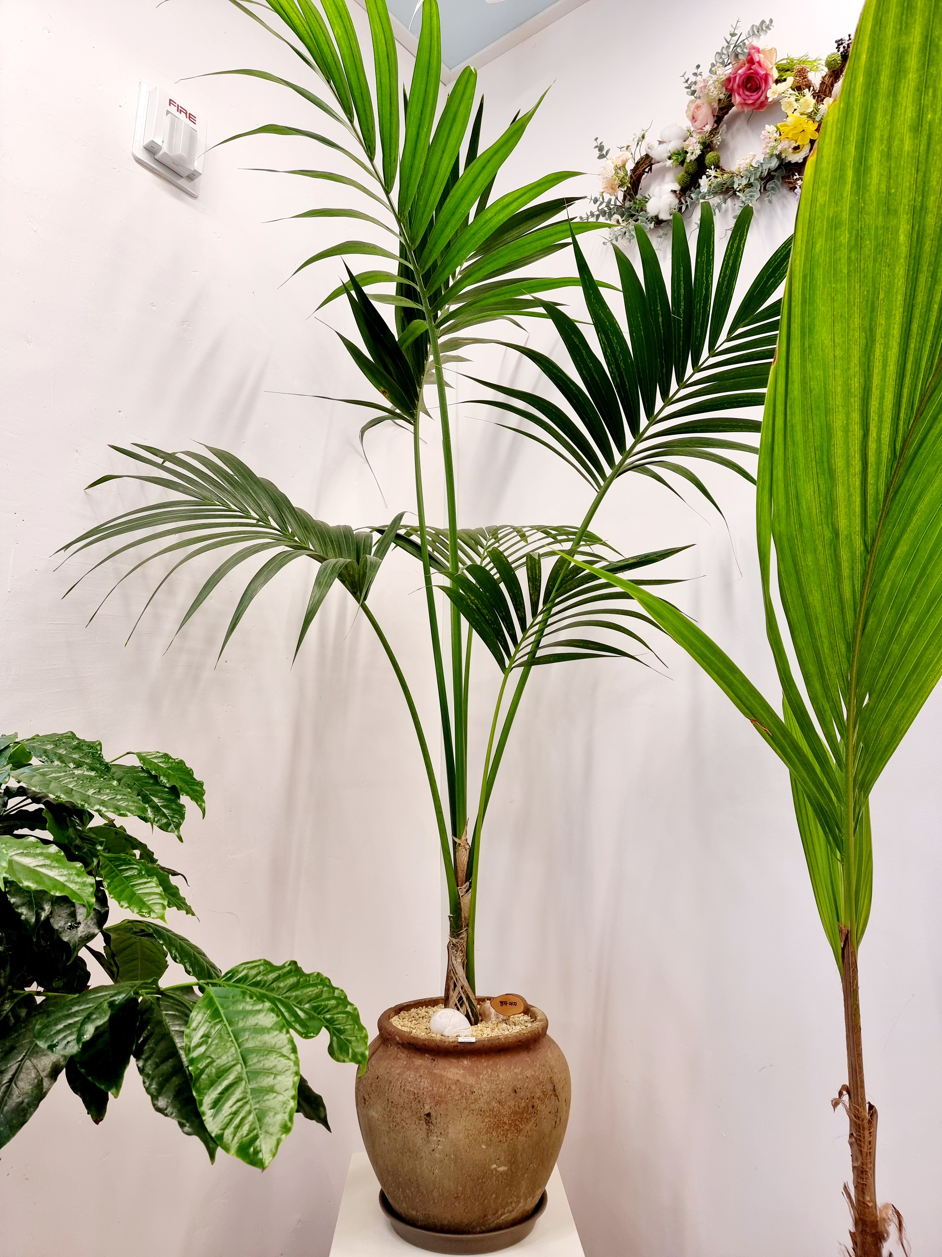 Kentia Palm-tree / Howea Forsterana / 켄차야자/ 켄자야자/ 겐챠야자 / 겐차야자