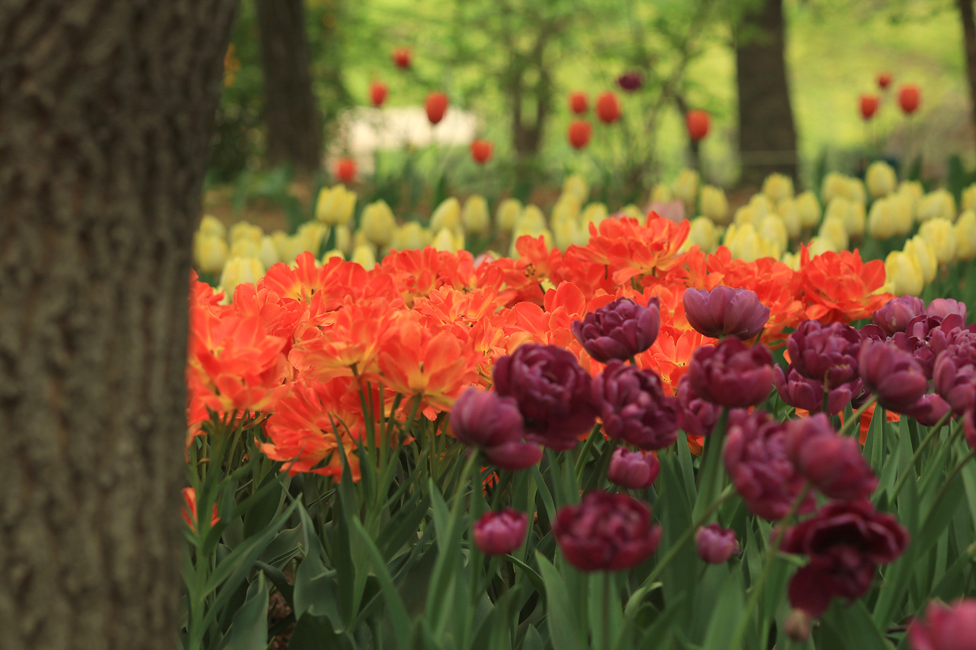 주말 서울숲 튤립 개화 현황… 25