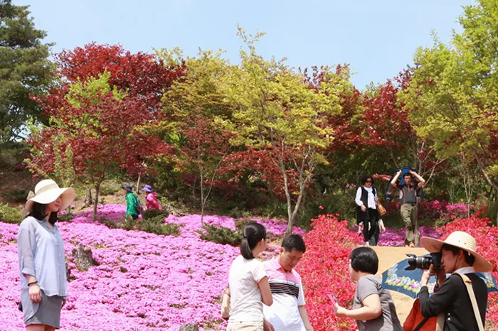 진안 원연장꽃 잔디축제 전경 이미지