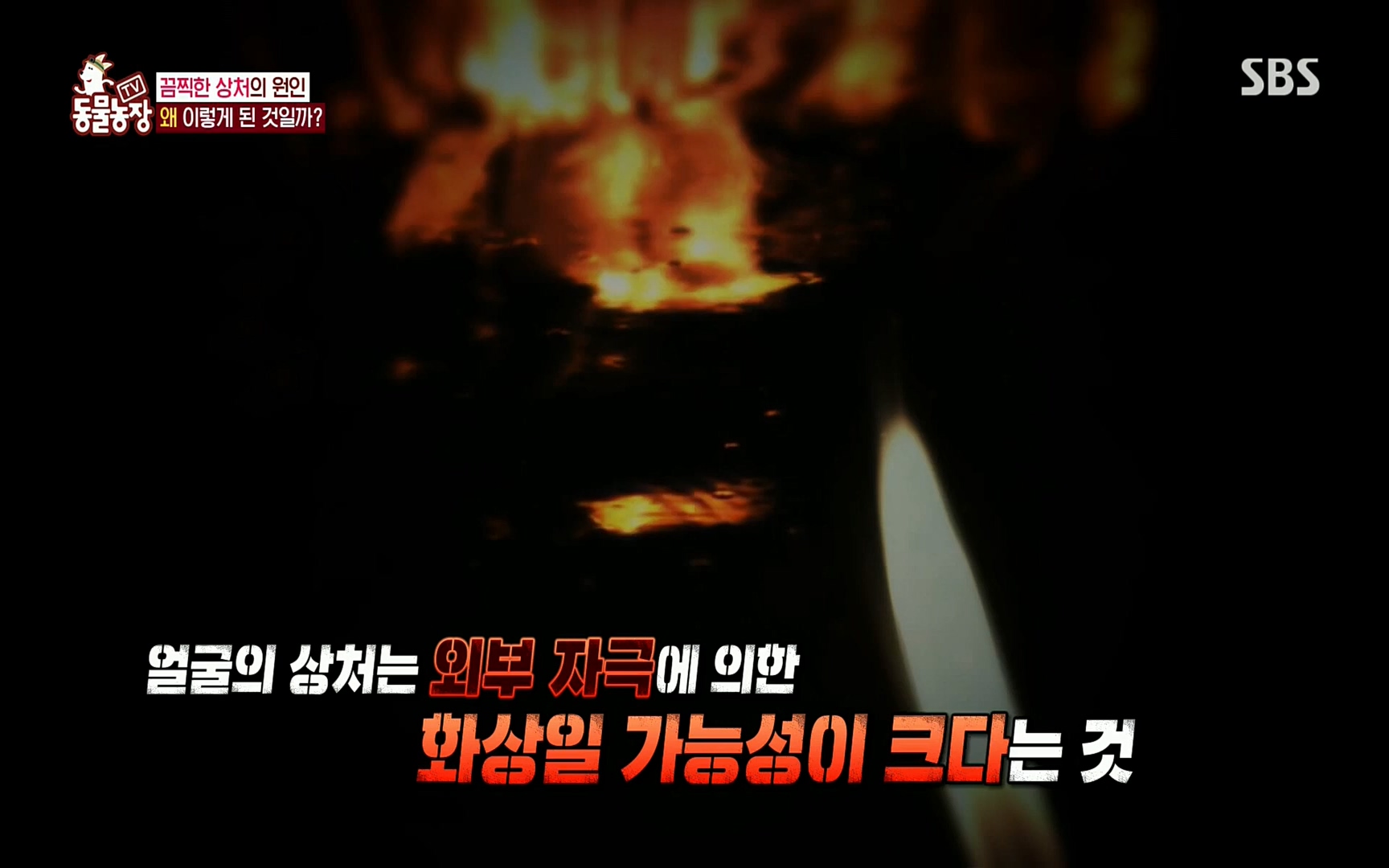 TV 동물농장.E1077.220710p.H264-F1RST.mp4_20220710_175437.557.jpg