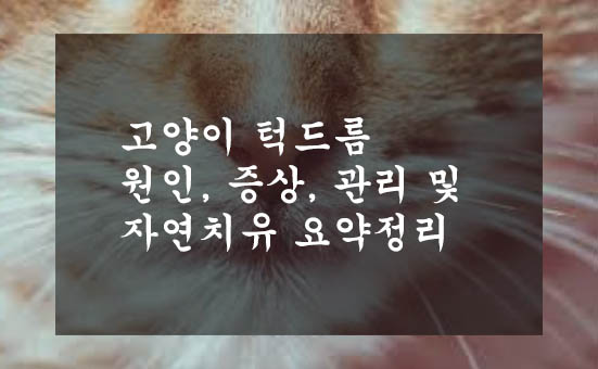 고양이 턱드름 원인&#44; 증상&#44; 관리 및 자연치유 요약정리