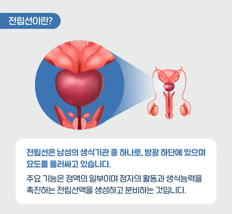 전립선 건강 (Prostate Health)