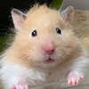 img.png
