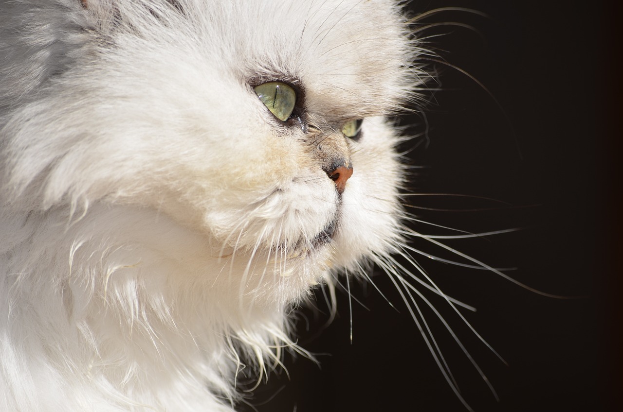 페르시안-고양이-기본정보-포토-특징-성격-유래